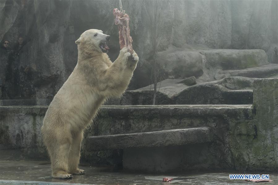 HUNGARY-BUDAPEST-ZOO-POLAR BEAR 