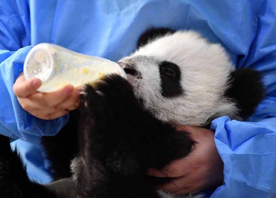 Feature A Day Of Panda Keeper Xinhua Englishnewscn
