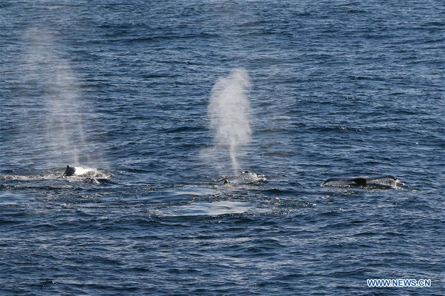 (EyesonSci) CHINA-XUELONG 2-WEDDELL SEA (CN)