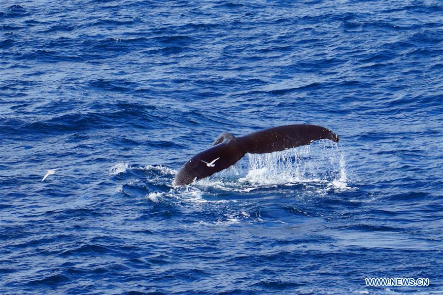 (EyesonSci) CHINA-XUELONG 2-WEDDELL SEA (CN)