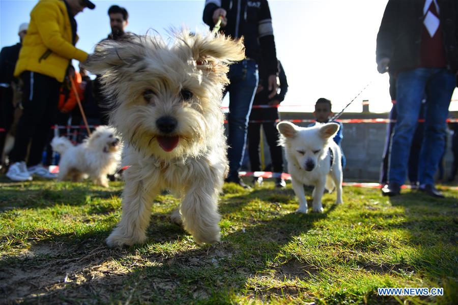 MIDEAST-GAZA CITY-DOG SHOW
