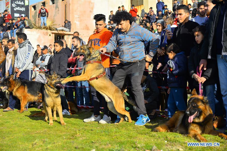 MIDEAST-GAZA CITY-DOG SHOW