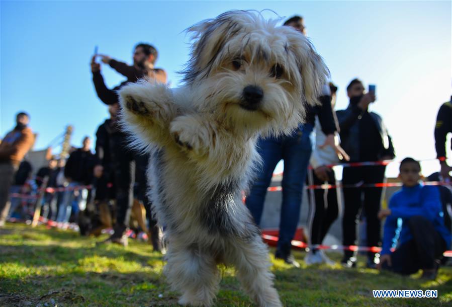 MIDEAST-GAZA CITY-DOG SHOW