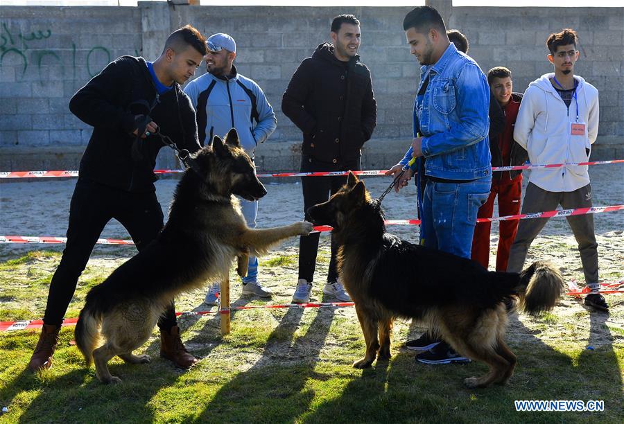 MIDEAST-GAZA CITY-DOG SHOW