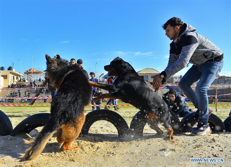 MIDEAST-GAZA CITY-DOG SHOW