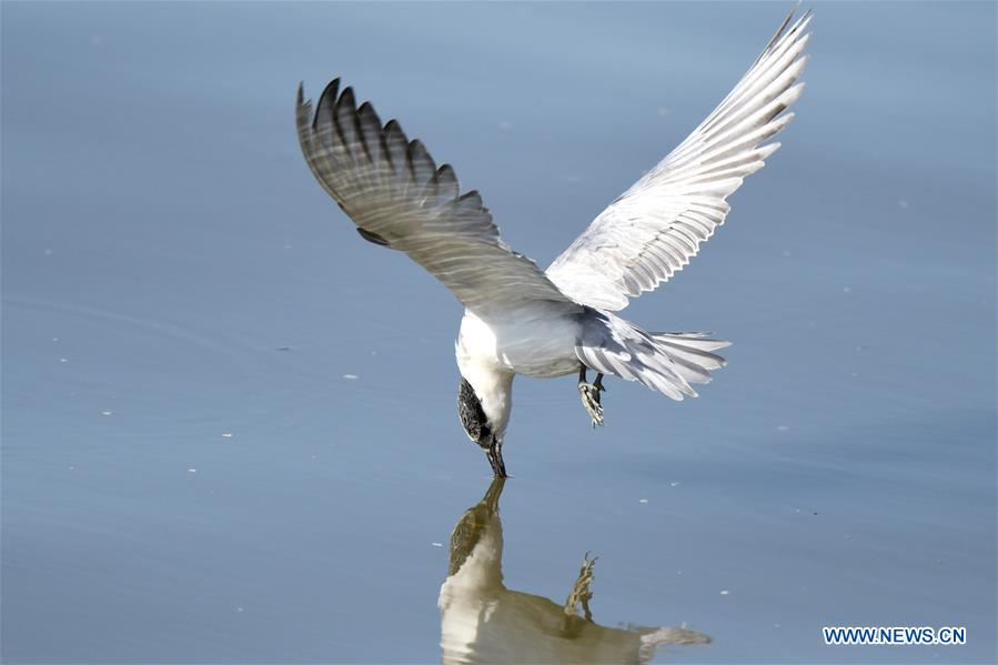 KUWAIT-KUWAIT CITY-BIRDS
