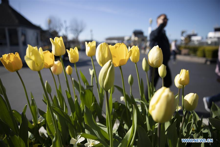 U.S.-SAN FRANCISCO-TULIPS