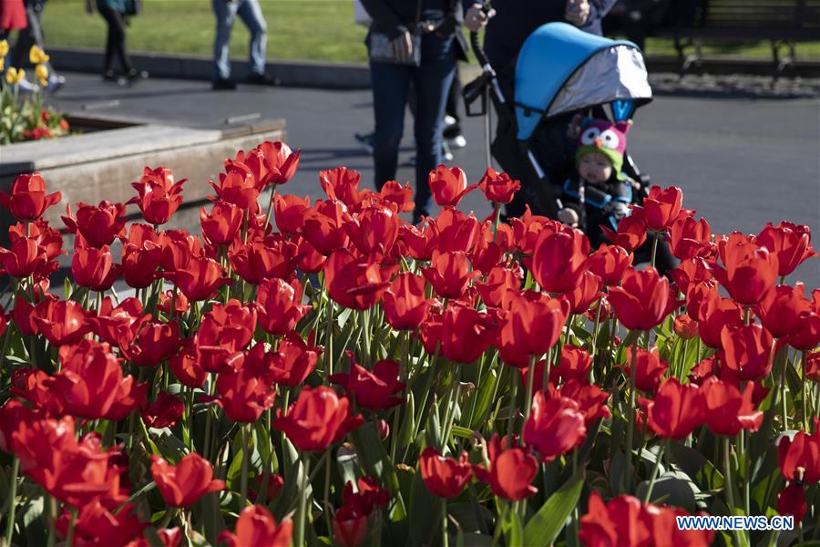 U.S.-SAN FRANCISCO-TULIPS