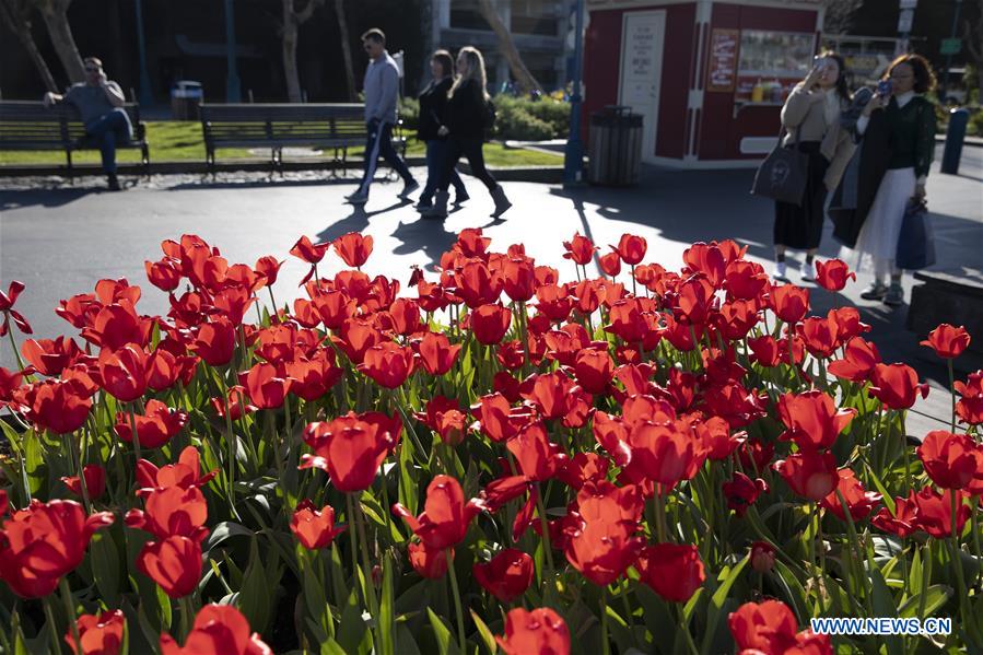 U.S.-SAN FRANCISCO-TULIPS