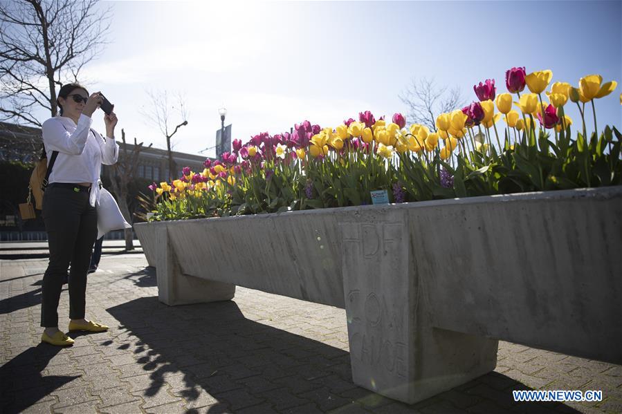 U.S.-SAN FRANCISCO-TULIPS