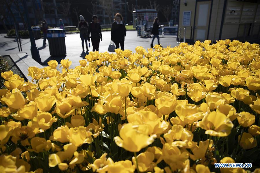 U.S.-SAN FRANCISCO-TULIPS