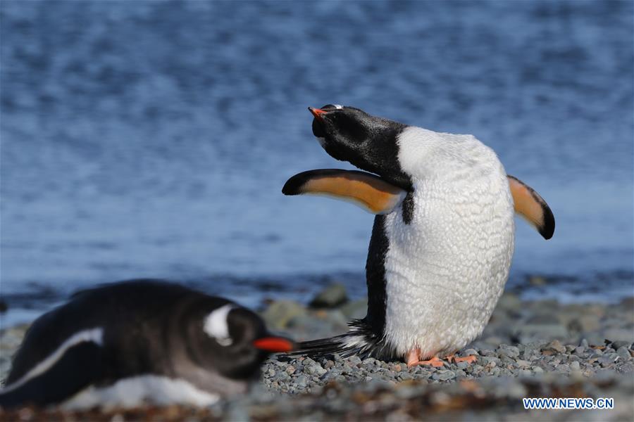 (EyesonSci)CHINA-XUELONG 2-ANTARCTIC EXPEDITION-THE GREAT WALL STATION-WILDLIFE