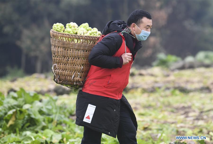 CHINA-CHONGQING-NCP-VOLUNTEER SERVICE-HARVEST (CN)