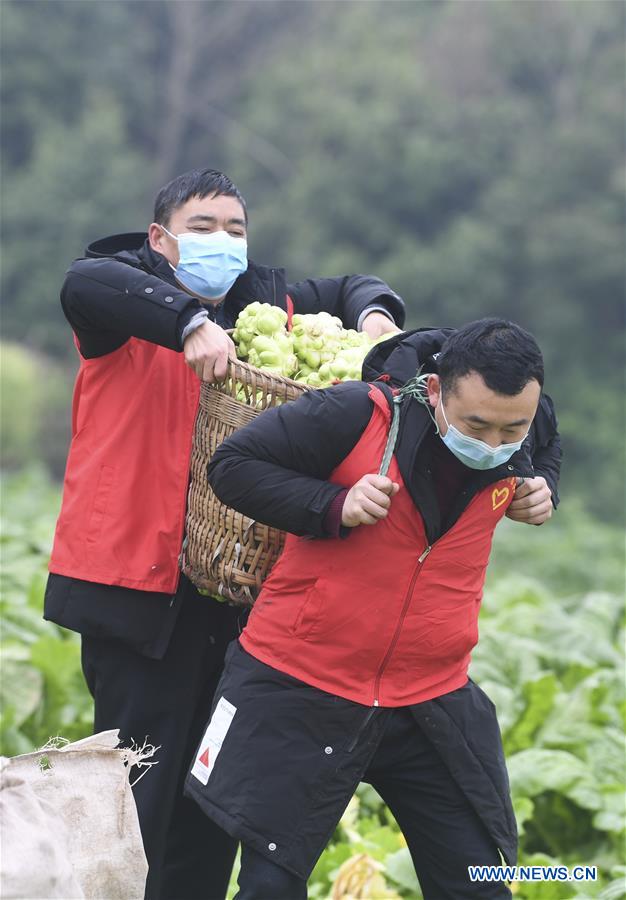 CHINA-CHONGQING-NCP-VOLUNTEER SERVICE-HARVEST (CN)
