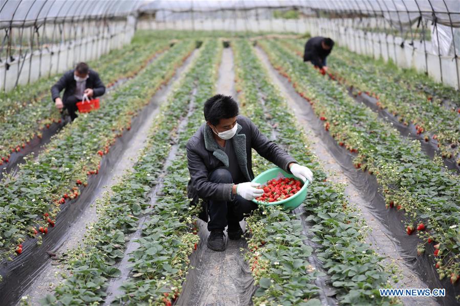 CHINA-AGRICULTURAL PRODUCTION (CN)