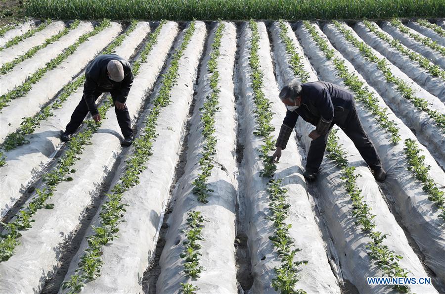 CHINA-AGRICULTURAL PRODUCTION (CN)