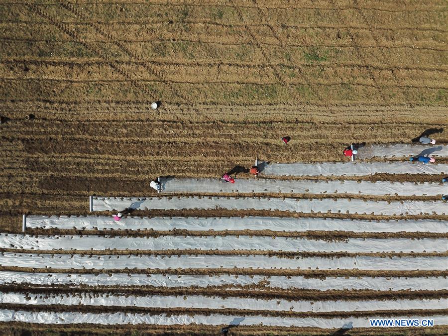 CHINA-AGRICULTURAL PRODUCTION (CN)