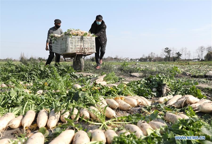 CHINA-AGRICULTURAL PRODUCTION (CN)