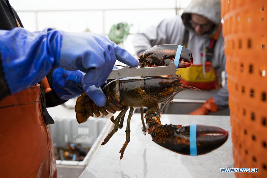 U.S.-MAINE-STONINGTON-LOBSTER INDUSTRY-CHINESE MARKET