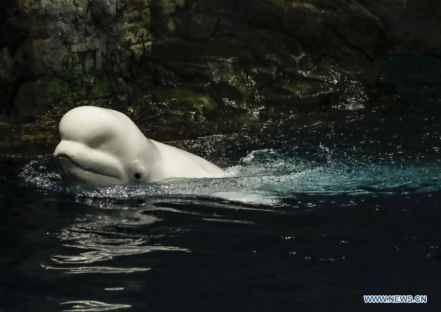U.S.-CHICAGO-SHEDD AQUARIUM
