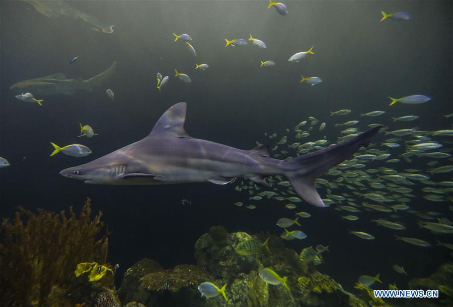 U.S.-CHICAGO-SHEDD AQUARIUM