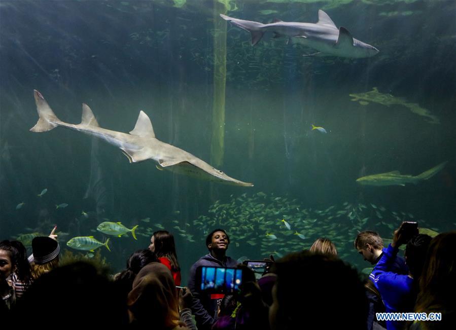 U.S.-CHICAGO-SHEDD AQUARIUM