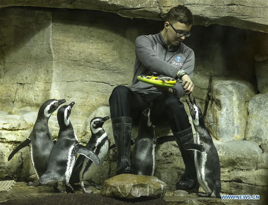 U.S.-CHICAGO-SHEDD AQUARIUM