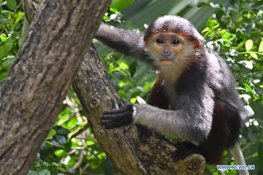 SINGAPORE-ZOO-ANIMAL CUBS