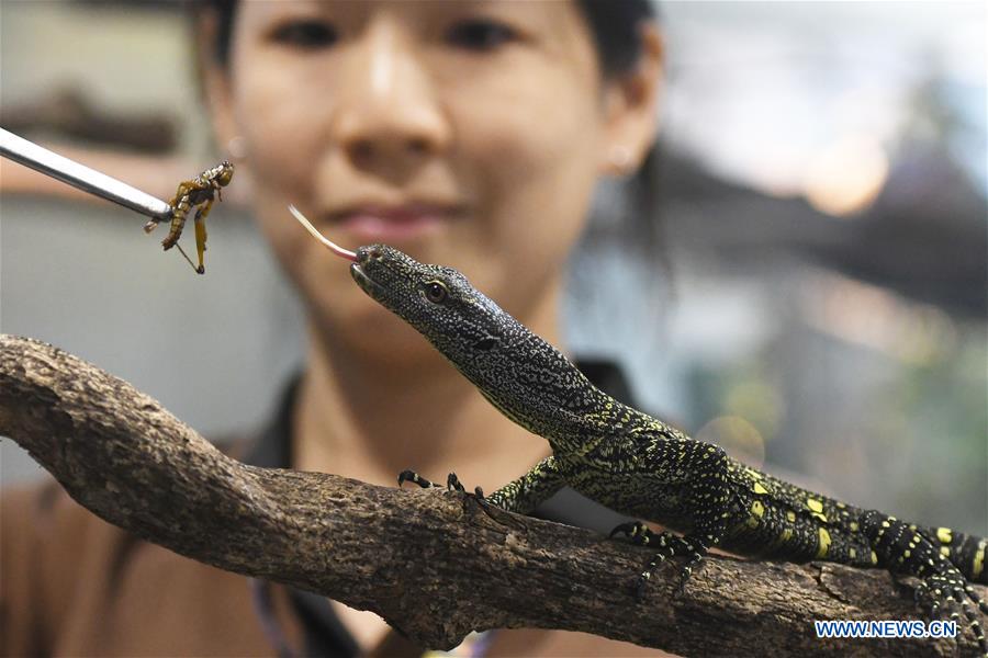 SINGAPORE-ZOO-ANIMAL CUBS