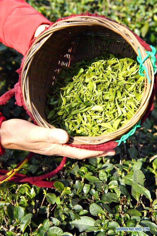 CHINA-HUBEI-ENSHI-TEA FARM (CN)