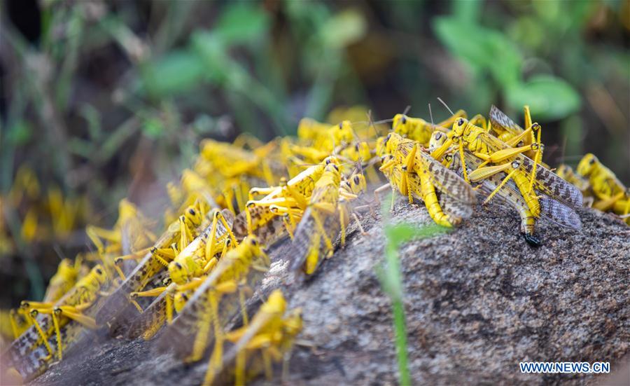 KENYA-KITUI COUNTY-MWINGI-LOCUSTS
