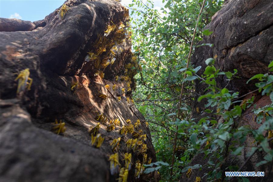 KENYA-KITUI COUNTY-MWINGI-LOCUSTS