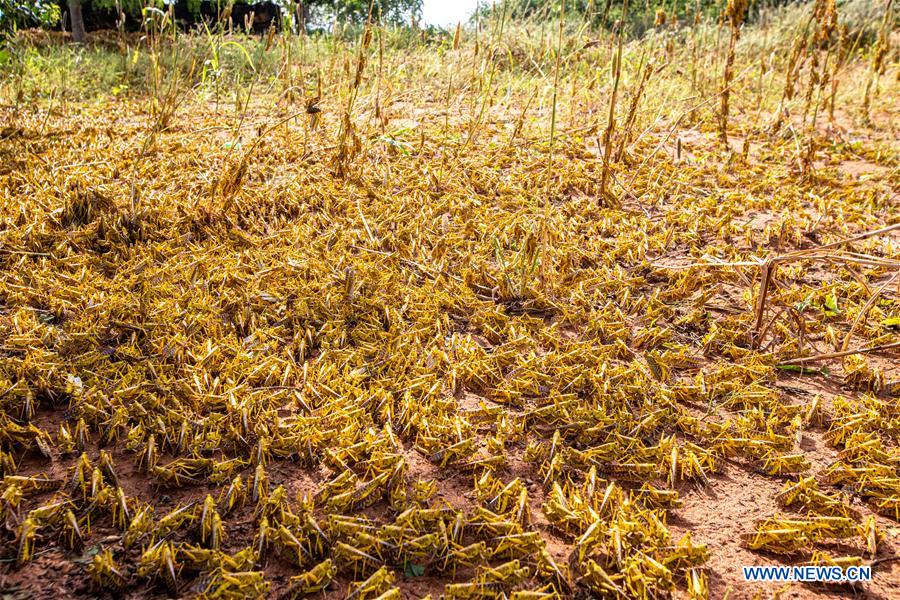 KENYA-KITUI COUNTY-MWINGI-LOCUSTS