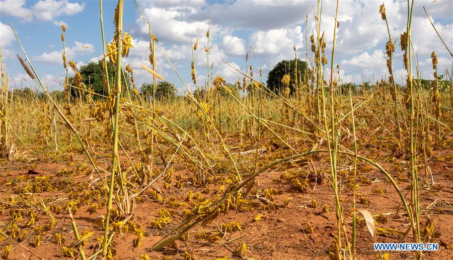 KENYA-KITUI COUNTY-MWINGI-LOCUSTS