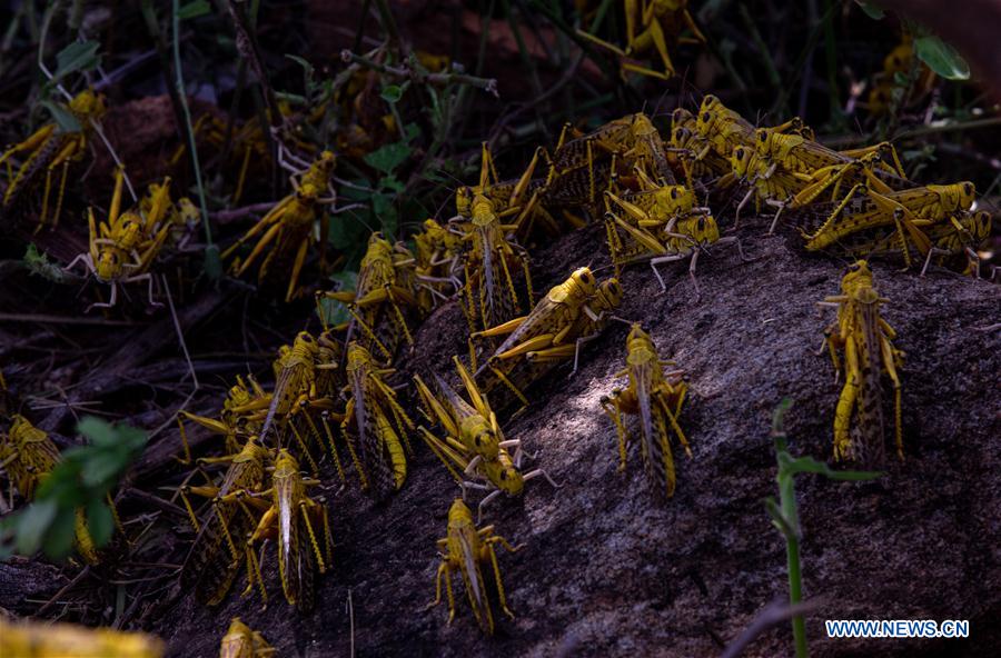 KENYA-KITUI COUNTY-MWINGI-LOCUSTS
