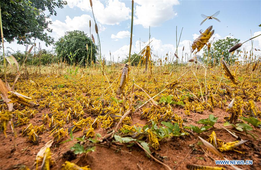 KENYA-KITUI COUNTY-MWINGI-LOCUSTS