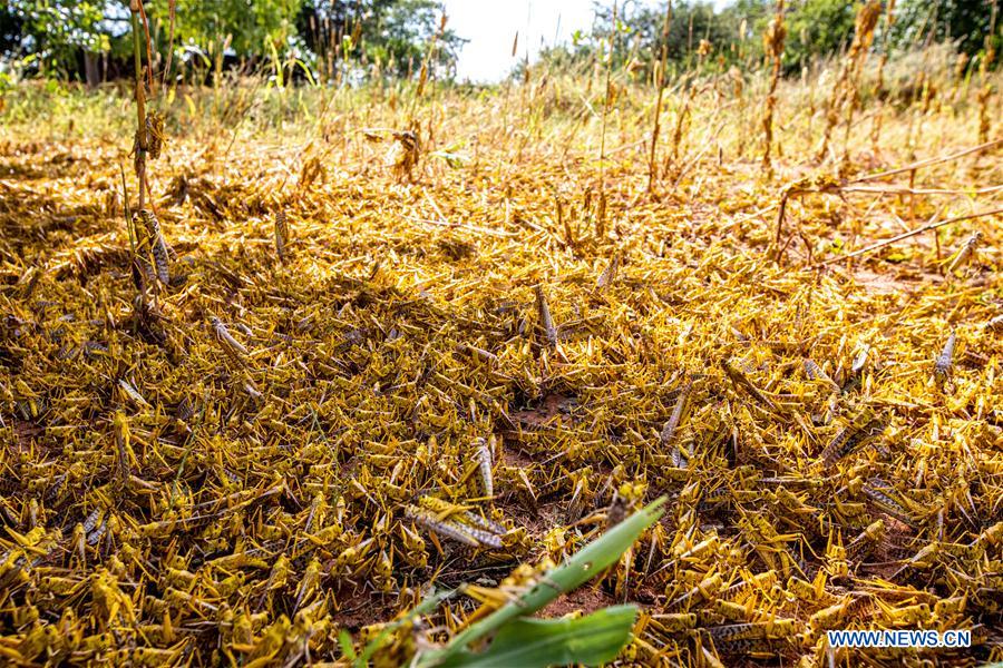 KENYA-KITUI COUNTY-MWINGI-LOCUSTS