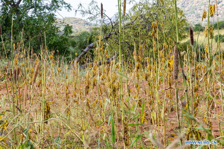 KENYA-KITUI COUNTY-MWINGI-LOCUSTS