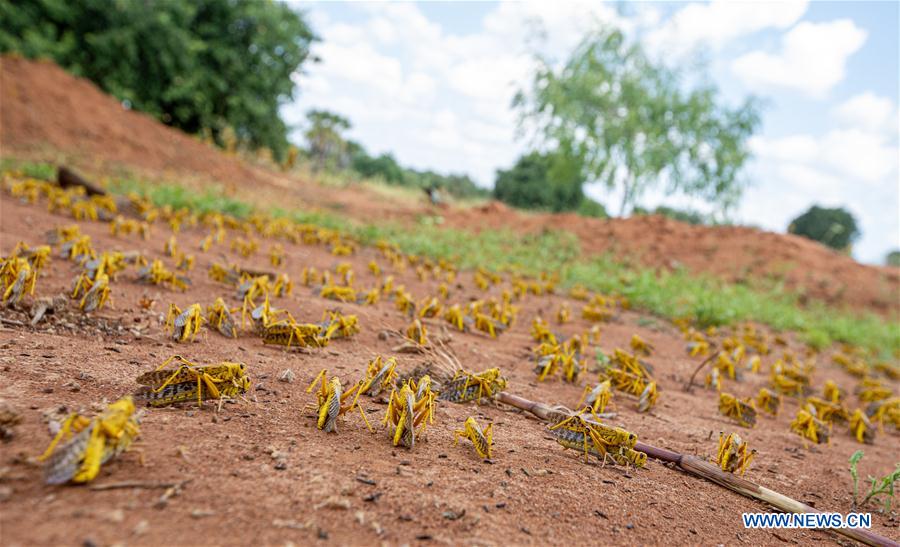 KENYA-KITUI COUNTY-MWINGI-LOCUSTS