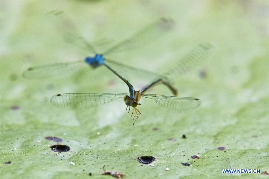 SINGAPORE-GARDEN-DAMSELFLY