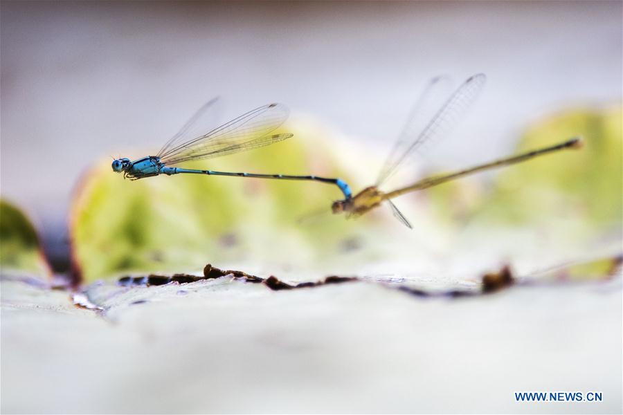 SINGAPORE-GARDEN-DAMSELFLY