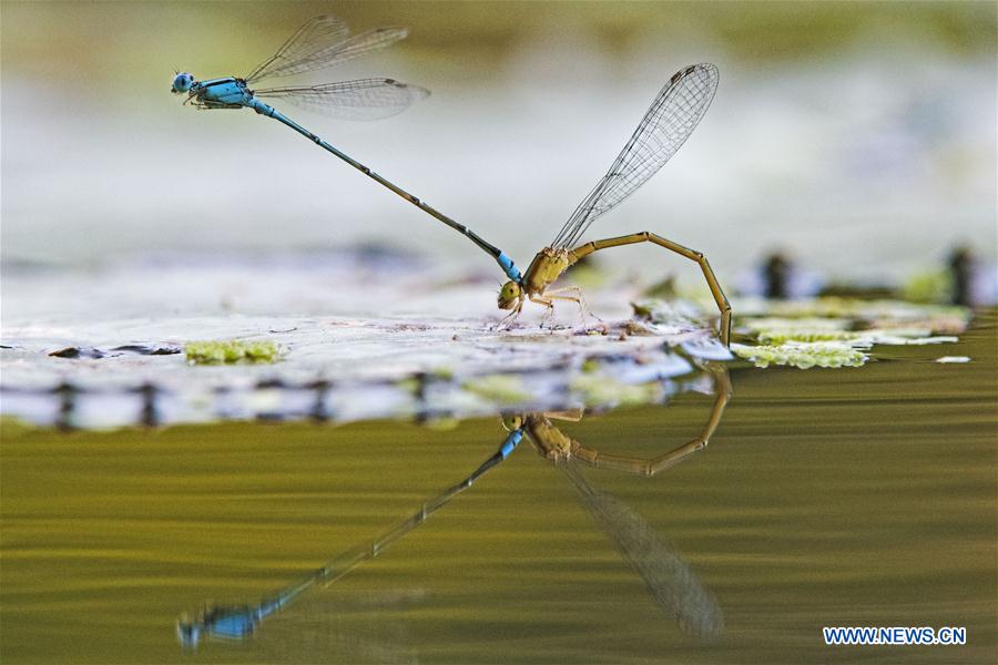 SINGAPORE-GARDEN-DAMSELFLY