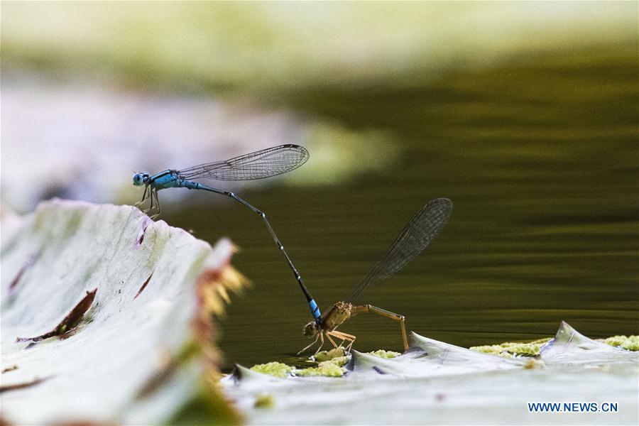 SINGAPORE-GARDEN-DAMSELFLY