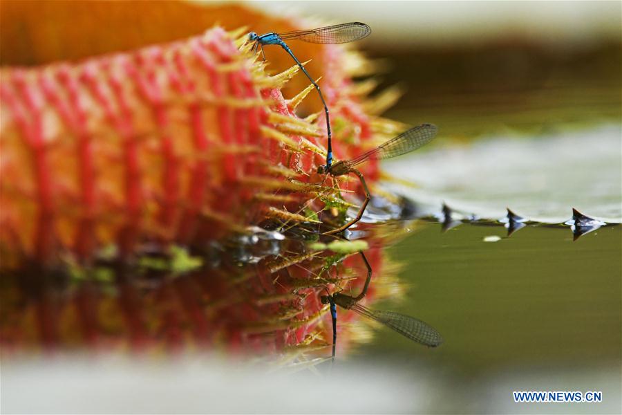 SINGAPORE-GARDEN-DAMSELFLY