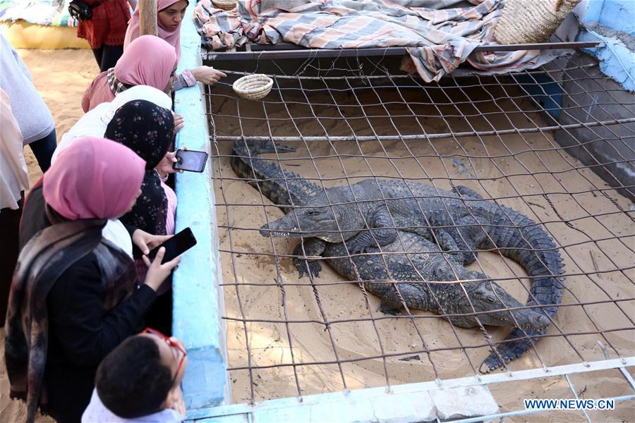 Feature: Homegrown crocodiles make Egypt's Nubian village magnet for