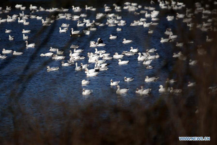 U.S.-PENNSYLVANIA-LANCASTER COUNTY-SNOW GOOSE-MIGRATION