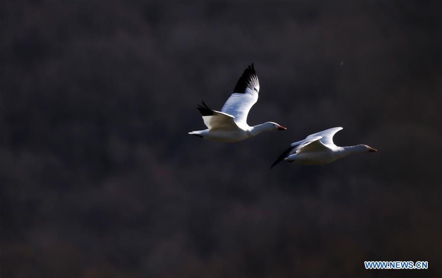 U.S.-PENNSYLVANIA-LANCASTER COUNTY-SNOW GOOSE-MIGRATION