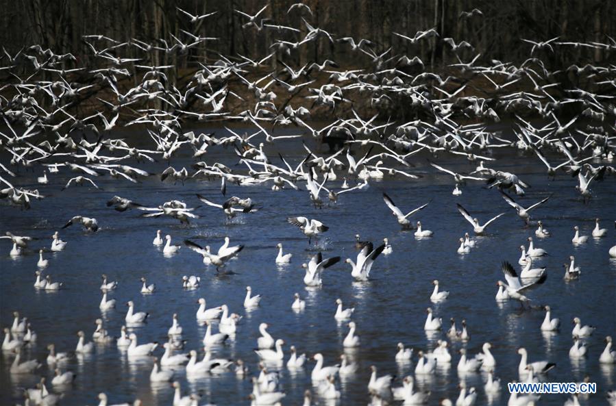 U.S.-PENNSYLVANIA-LANCASTER COUNTY-SNOW GOOSE-MIGRATION
