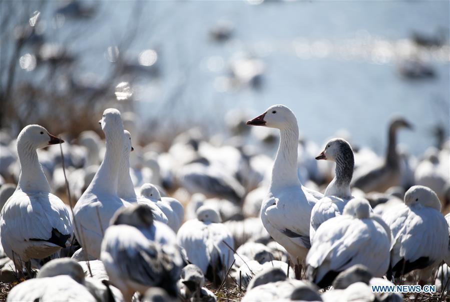 U.S.-PENNSYLVANIA-LANCASTER COUNTY-SNOW GOOSE-MIGRATION