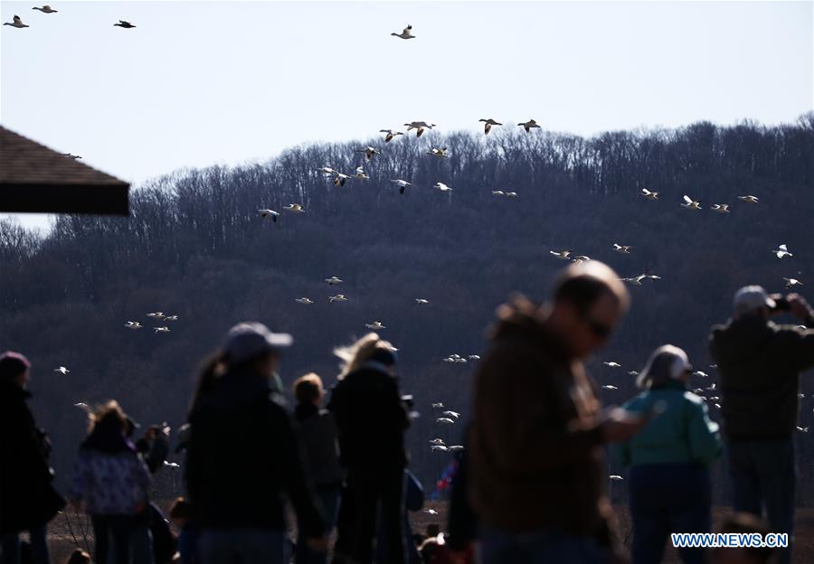 U.S.-PENNSYLVANIA-LANCASTER COUNTY-SNOW GOOSE-MIGRATION
